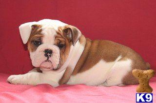 English Bulldog Puppies for Sale